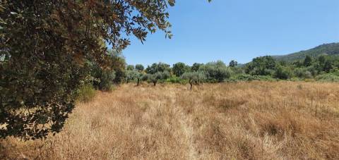 Herdade 180 ha - Penamacor