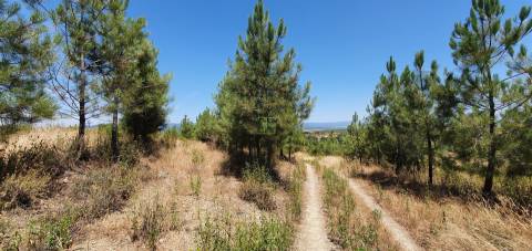 Herdade 180 ha - Penamacor
