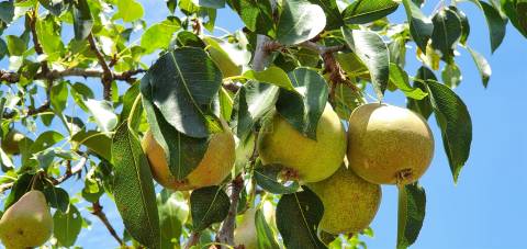 Herdade 180 ha - Penamacor