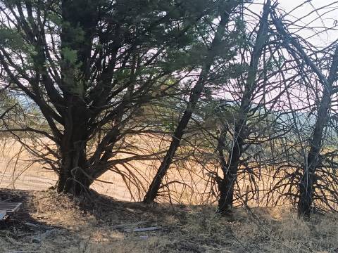 Terreno Rústico  Venda em Aranhas,Penamacor