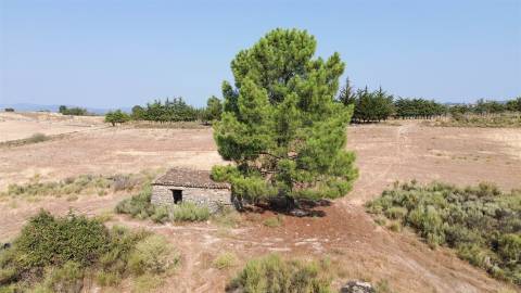 Terreno Rústico  Venda em Aranhas,Penamacor