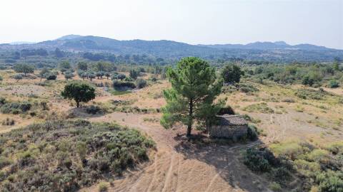 Terreno Rústico  Venda em Aranhas,Penamacor