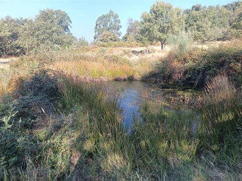 Terreno rústico em penamacor.