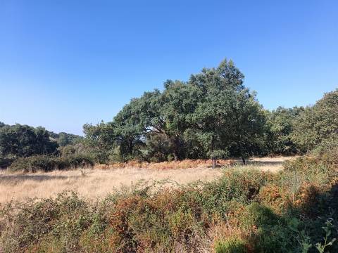 Terreno rústico em penamacor.