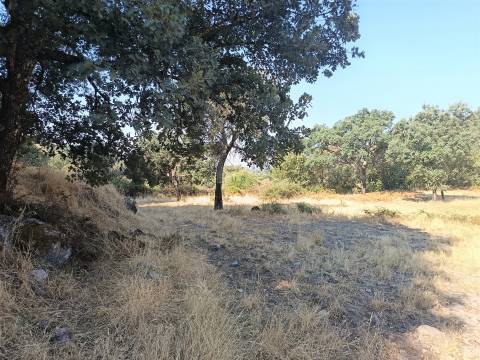 Terreno rústico em penamacor.