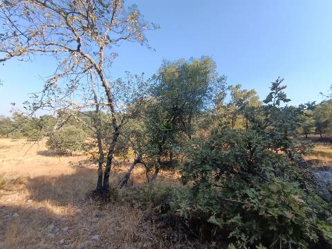 Terreno rústico em penamacor.