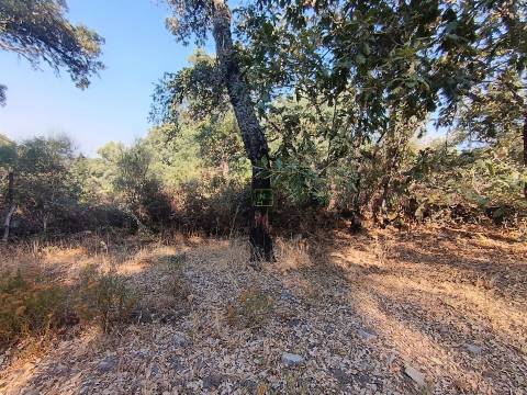 Terreno rústico em penamacor.