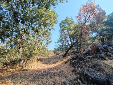 Terreno rústico em penamacor.