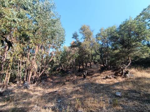Terreno rústico em penamacor.