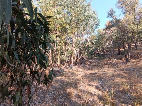 Terreno rústico em penamacor.