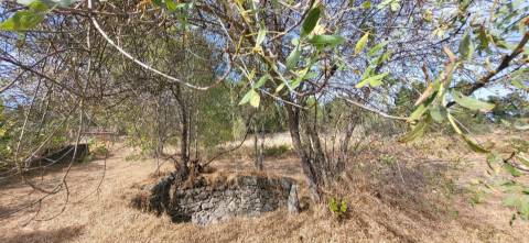 Quinta com área de 3250m2 e Construção Rural com 36m2 – a 10 minutos de Castelo Branco