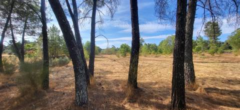 Quinta com área de 3250m2 e Construção Rural com 36m2 – a 10 minutos de Castelo Branco