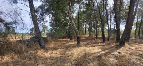 Quinta com área de 3250m2 e Construção Rural com 36m2 – a 10 minutos de Castelo Branco