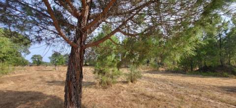 Quinta com área de 3250m2 e Construção Rural com 36m2 – a 10 minutos de Castelo Branco