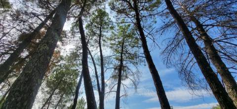 Quinta com área de 3250m2 e Construção Rural com 36m2 – a 10 minutos de Castelo Branco