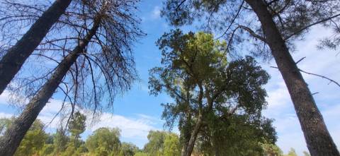 Quinta com área de 3250m2 e Construção Rural com 36m2 – a 10 minutos de Castelo Branco