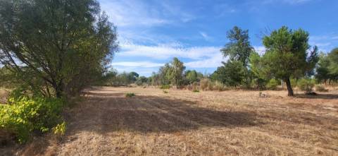 Quinta com área de 3250m2 e Construção Rural com 36m2 – a 10 minutos de Castelo Branco