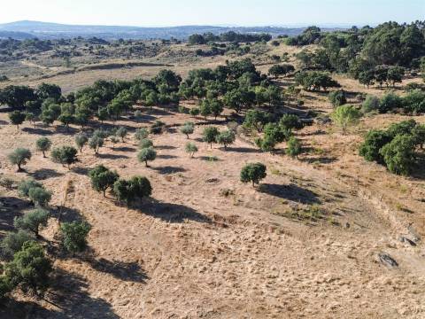 Quinta com Casa em Pedra (Urbana) para reconstruir