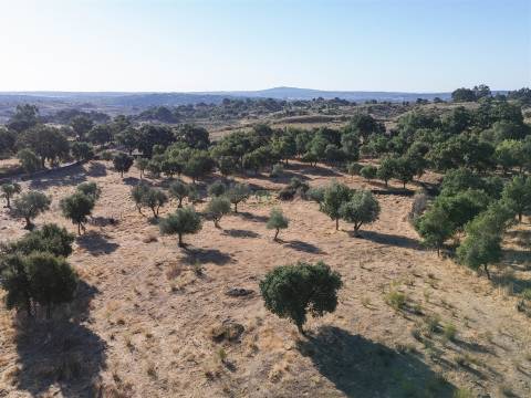 Quinta com Casa em Pedra (Urbana) para reconstruir