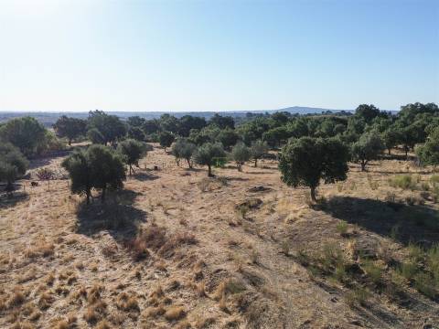 Quinta com Casa em Pedra (Urbana) para reconstruir