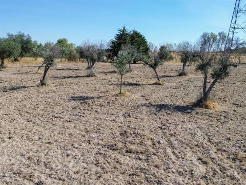 Terreno Rústico à Venda na Lardosa – 4750 m² com 4 Poços de Água