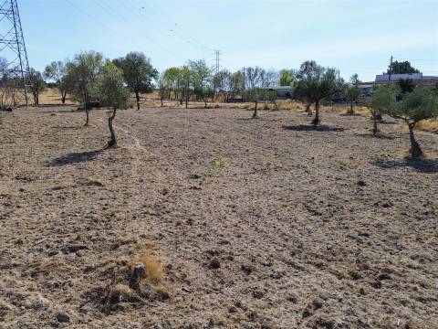 Terreno Rústico à Venda na Lardosa – 4750 m² com 4 Poços de Água