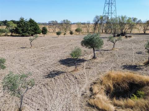 Terreno Rústico à Venda na Lardosa – 4750 m² com 4 Poços de Água