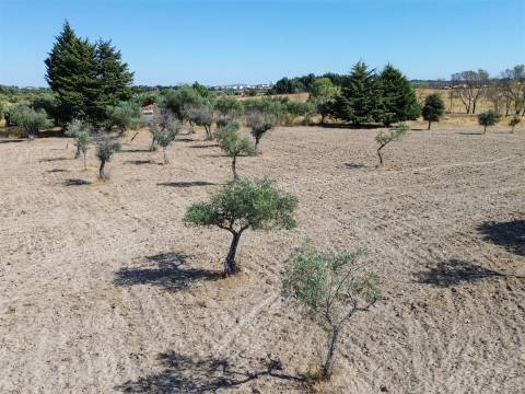 Terreno Rústico à Venda na Lardosa – 4750 m² com 4 Poços de Água