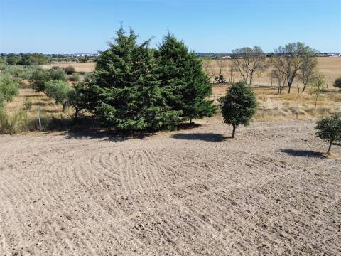 Terreno Rústico à Venda na Lardosa – 4750 m² com 4 Poços de Água