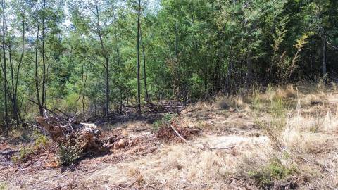 Terreno Rústico no Sobral do Campo 2080m2 – Oportunidade Única!