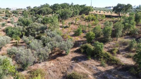 Terreno Rústico  Venda em Tinalhas,Castelo Branco