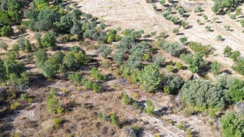 Terreno Rústico  Venda em Tinalhas,Castelo Branco