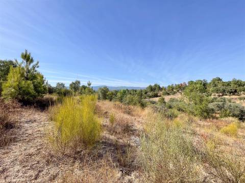 Terreno Rústico  Venda em Tinalhas,Castelo Branco
