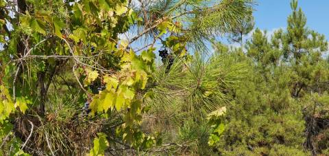 QUINTA COM 14.040m2, DUAS CHARCAS E DOIS POÇOS