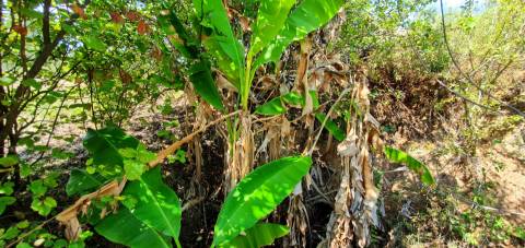 QUINTA COM 14.040m2, DUAS CHARCAS E DOIS POÇOS