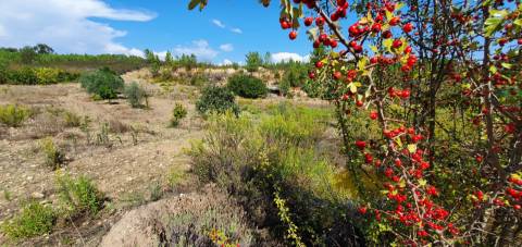 QUINTA COM 14.040m2, DUAS CHARCAS E DOIS POÇOS