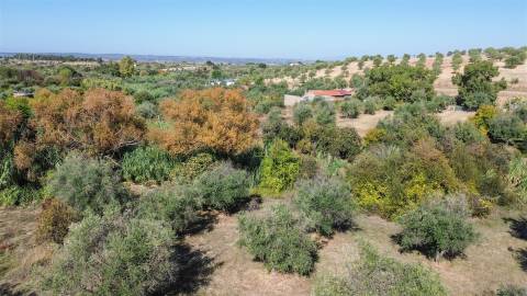 Terreno Rústico  Compra em Ladoeiro,Idanha-a-Nova