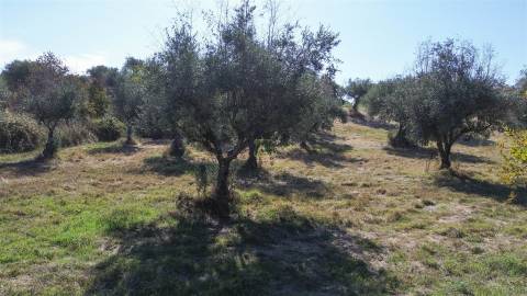 Terreno Rústico  Compra em Ladoeiro,Idanha-a-Nova