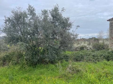 Quinta com construção rural em Oledo