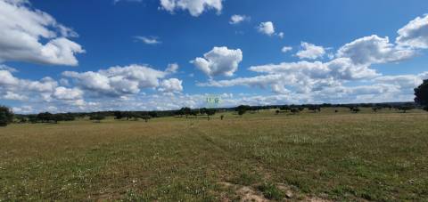 Herdade T7 Venda em Malpica do Tejo,Castelo Branco