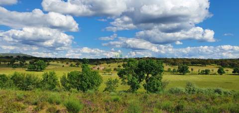 Herdade T7 Venda em Malpica do Tejo,Castelo Branco