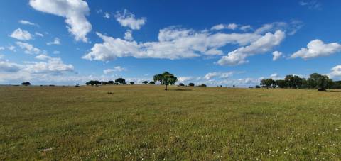 Herdade T7 Venda em Malpica do Tejo,Castelo Branco