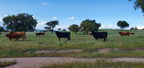 Herdade T7 Venda em Malpica do Tejo,Castelo Branco