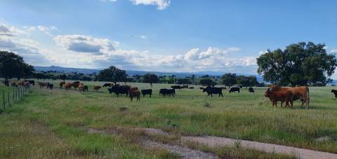 Herdade T7 Venda em Malpica do Tejo,Castelo Branco