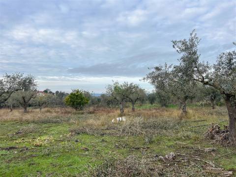 Terreno Rústico  Venda em Ladoeiro,Idanha-a-Nova
