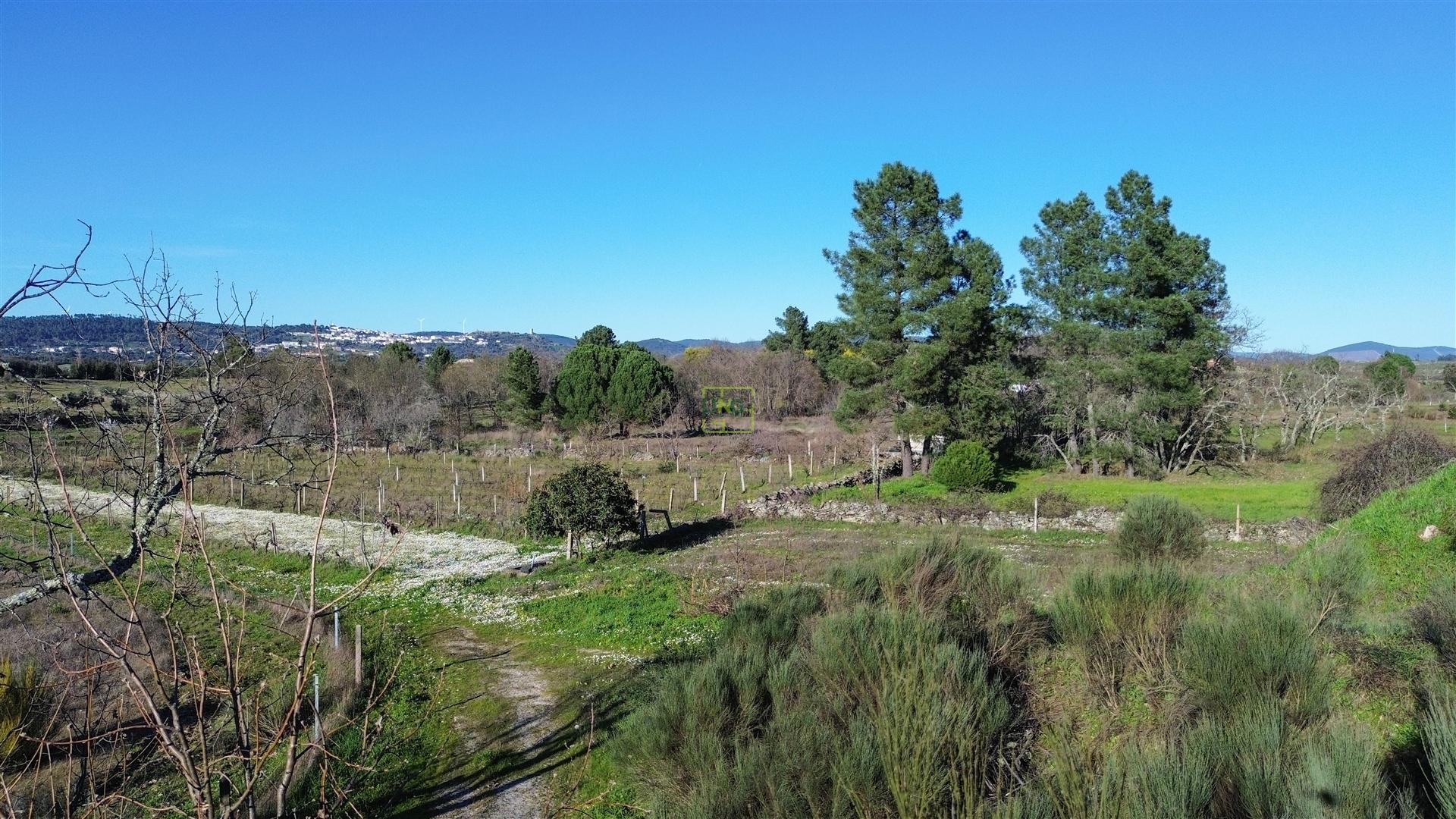 Terreno Rústico em Penamacor