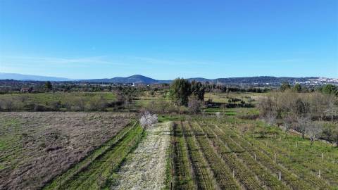 Terreno Rústico em Penamacor
