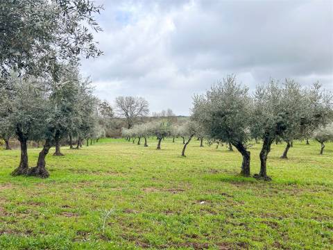 Quinta com 9 Hectares – Natureza, Privacidade e Potencial Único, em Castelo Branco