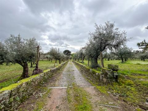 Quinta com 9 Hectares – Natureza, Privacidade e Potencial Único, em Castelo Branco