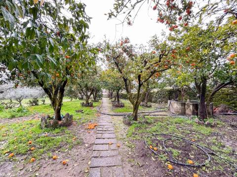 Quinta com 9 Hectares – Natureza, Privacidade e Potencial Único, em Castelo Branco